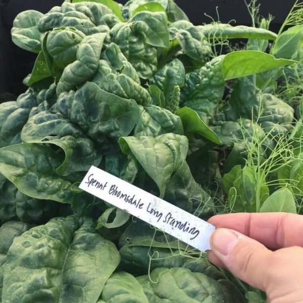 Grow Spinach Indoors (Pay Attention To These 7 Factors!)