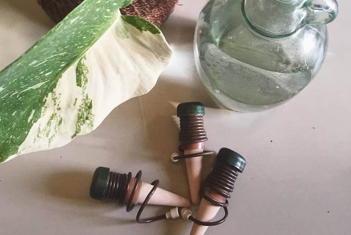 Best Plant Watering Spikes For 2023 Reviews and Guide