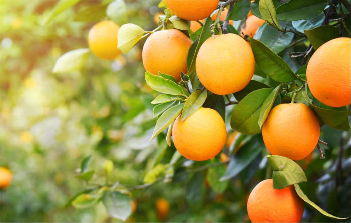 Indoor Orange Tree How To Grow Oranges In Simple Steps Today's Gardener