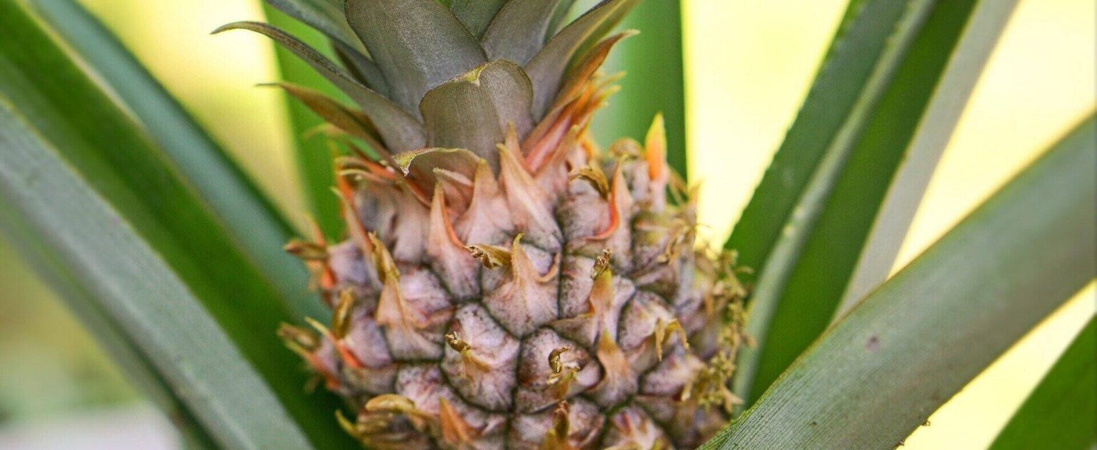 Pineapple Plant Care Growing Pineapples Indoors Today's Gardener