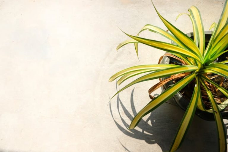 Spider Plant Ultimate Care Guide