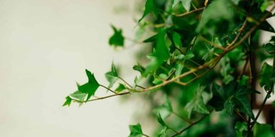 Hedera Helix - How to Care for English Ivy