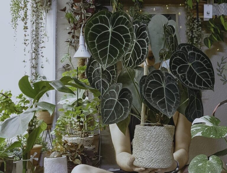 Anthurium Clarinervium Care How to Grow Velvet Cardboard