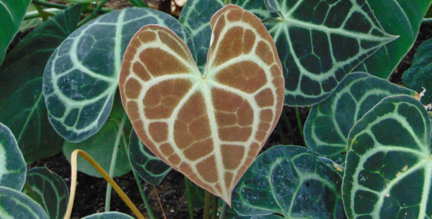 Anthurium Clarinervium Care How to Grow Velvet Cardboard