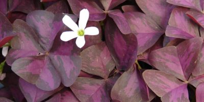 Oxalis Triangularis - How to Care for Purple Shamrock