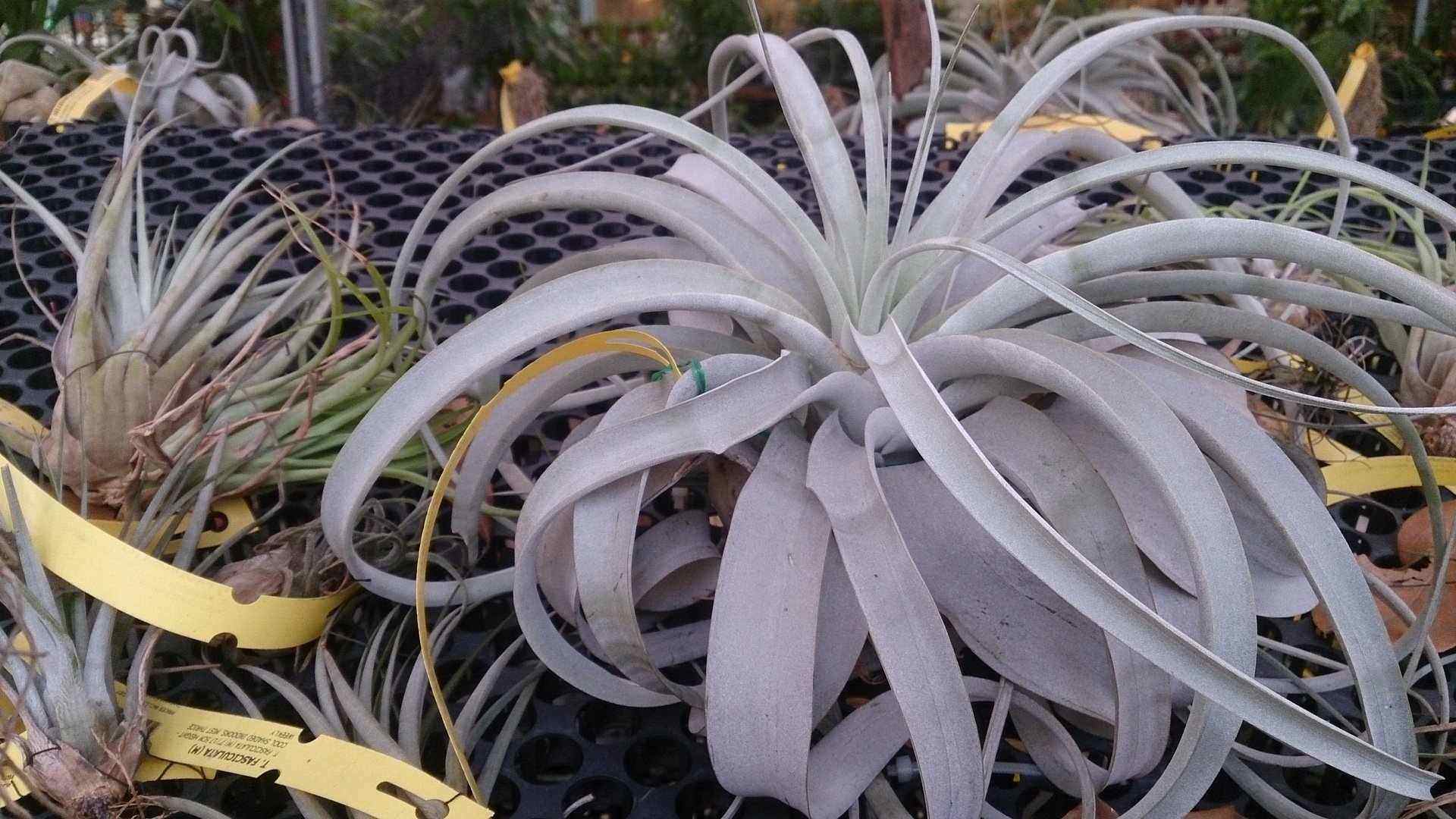Tillandsia Xerographica 1 Care Guide With 10+ Tips