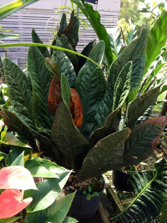 Anthurium Superbum Bird's Nest Live Plant In 3-Inch Pot - Wellspring Gardens