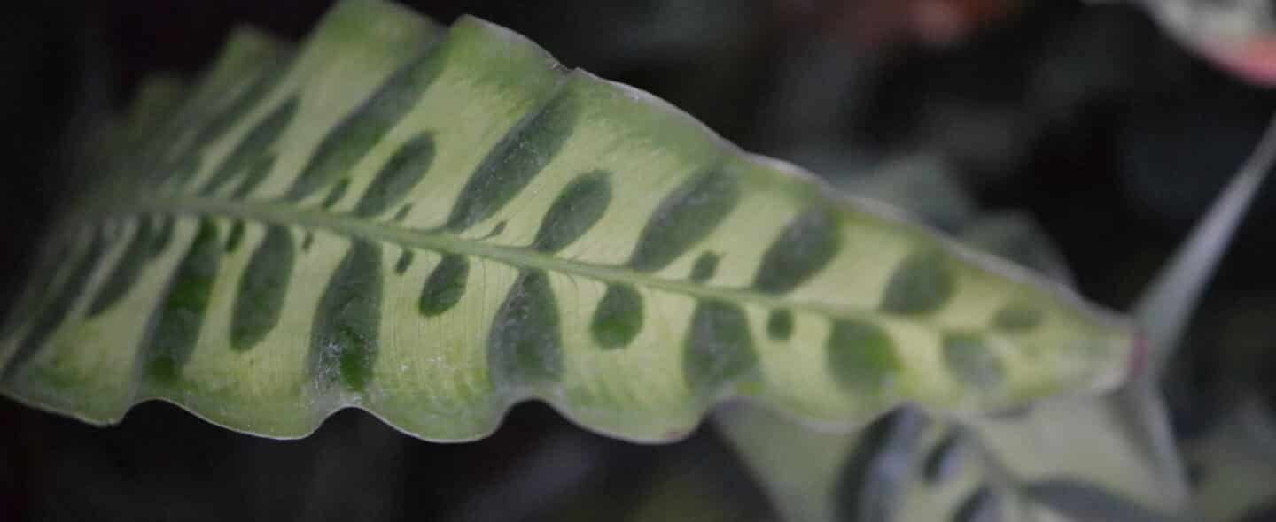 Calathea Lancifolia How NOT to Kill Rattlesnake Plant