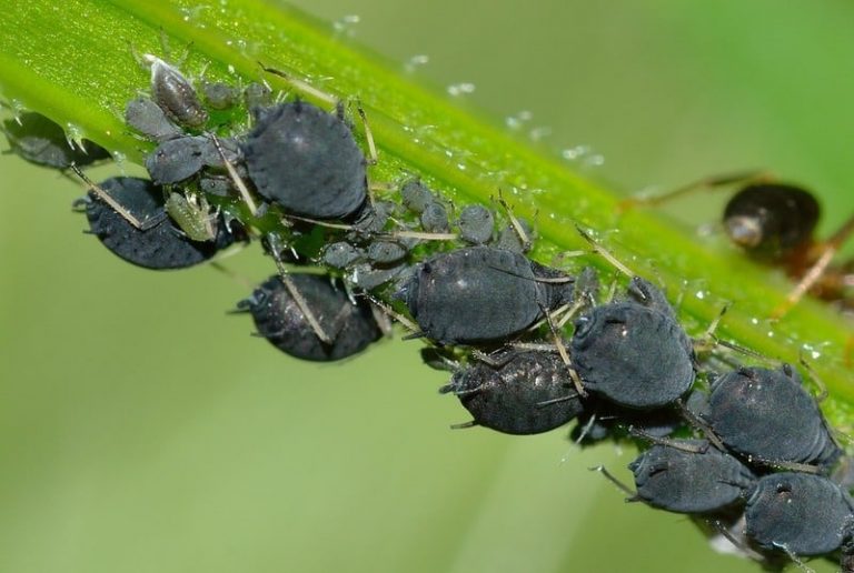 how-to-get-rid-of-bugs-on-indoor-plants-14-simple-ways