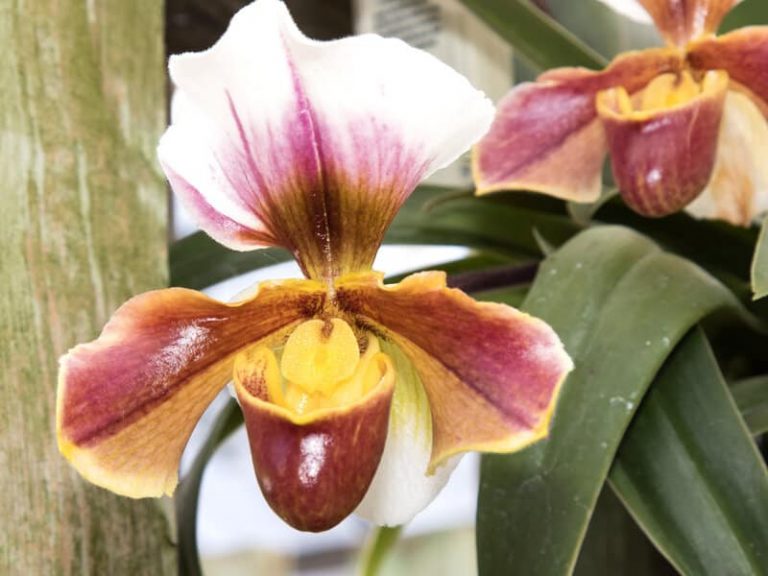 Why Are My Orchid Leaves Turning Yellow Causes & Solutions