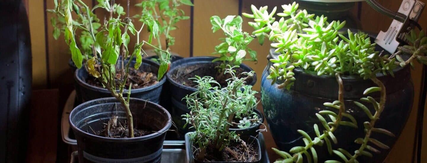 20 Indoor Plants That Don’t Need Drainage Holes Today's Gardener