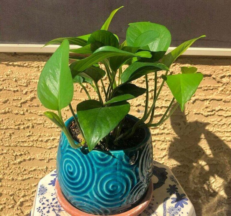 20 Indoor Plants That Don’t Need Drainage Holes Today's Gardener