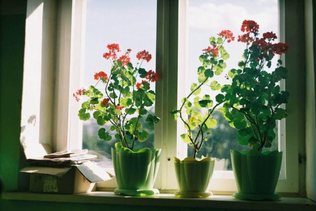 Overwatering House Plants