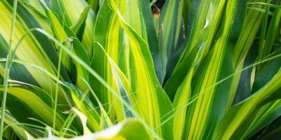 Lucky Bamboo Turning Yellow