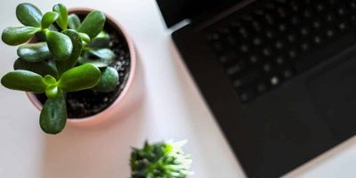 19 Best Plants for Office without Windows