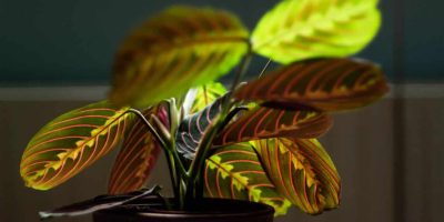 Prayer PLant Maranta Leuconera