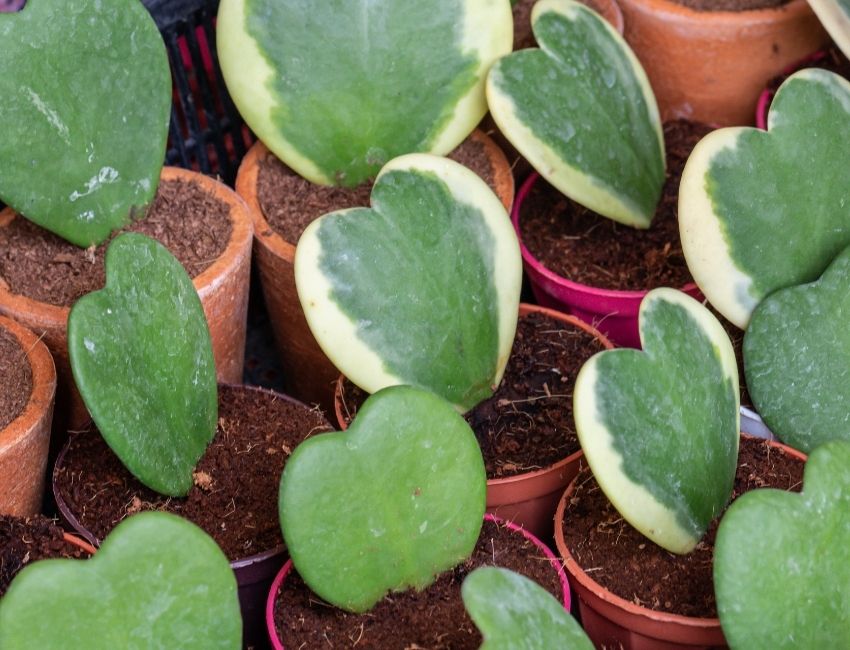 Why Are My Hoya Leaves Turning Yellow (And How to Fix It) Today's