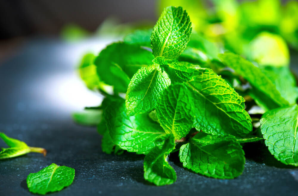 Why Are My Mint Leaves Turning Black? (Causes and Solutions) Today's