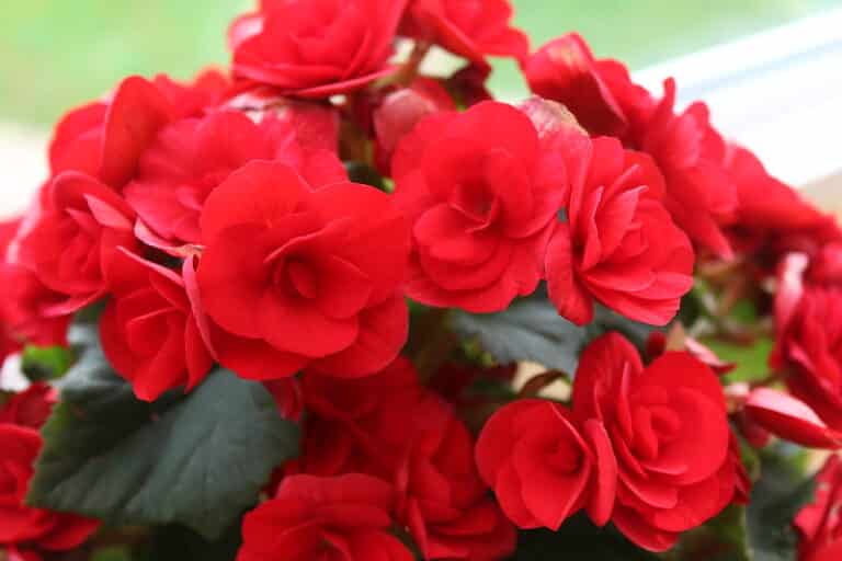 45 Amazing Begonia Types (With Pictures + Care Guide)