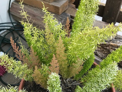 Why Is My Asparagus Fern Turning Brown? [3 Main Reasons] | Today's Gardener