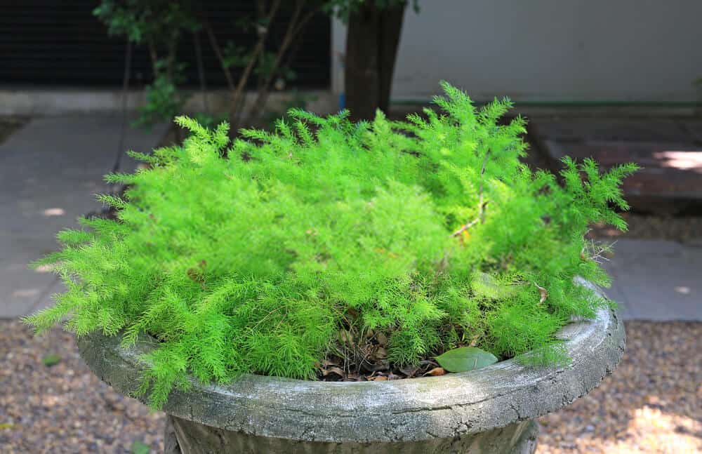 Why Is My Asparagus Fern Turning Brown? [3 Main Reasons] Today's Gardener