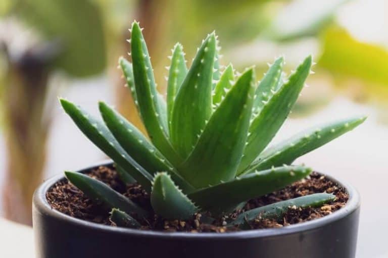 How to Save Overwatered Aloe Plant (StepbyStep Instructions) Today