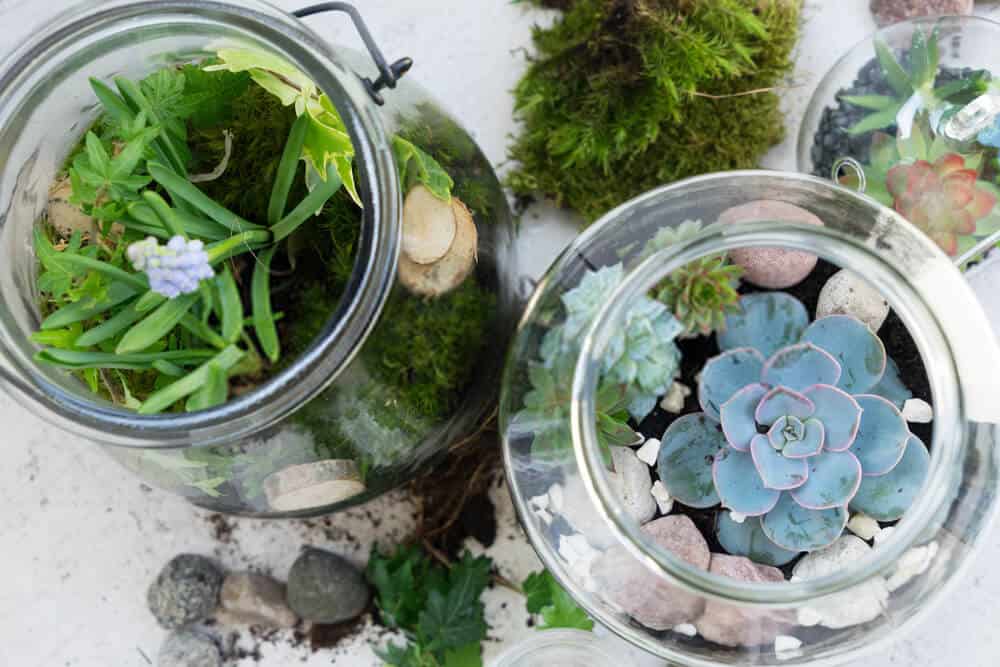 Can You Plant Succulents In Mason Jars Or Glass Containers Today's