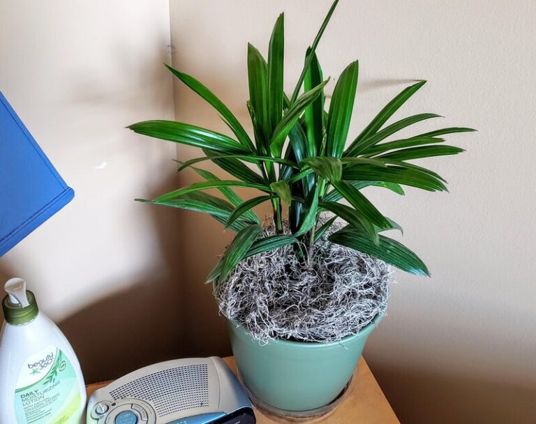 NonToxic Indoor Plants 30+ Safe to Grow Indoor Plants Today's Gardener