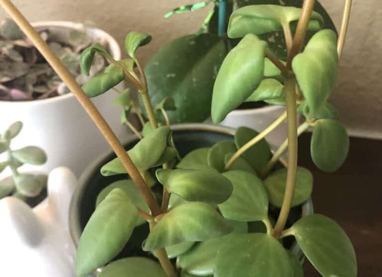 Peperomia Leaves Turning Black (Causes And How to Fix it) Today's