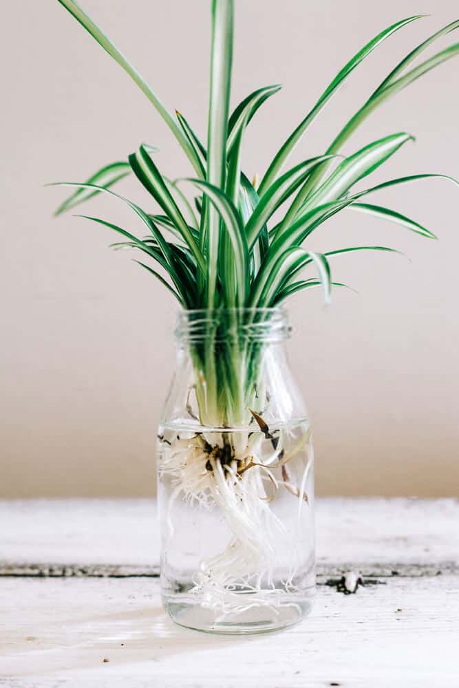 Does Spider Plant Like to Be Root Bound? (+When to Repot) Today's