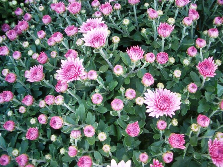 Top 20 Hypnotizing Pink and White Flowers to Cast Some Spells on You