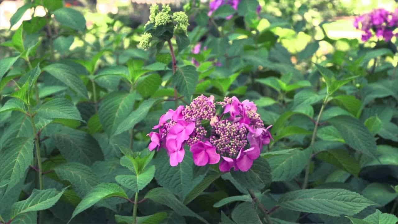 How to Save Overwatered Hydrangea (Step by Step Guide) Today's Gardener