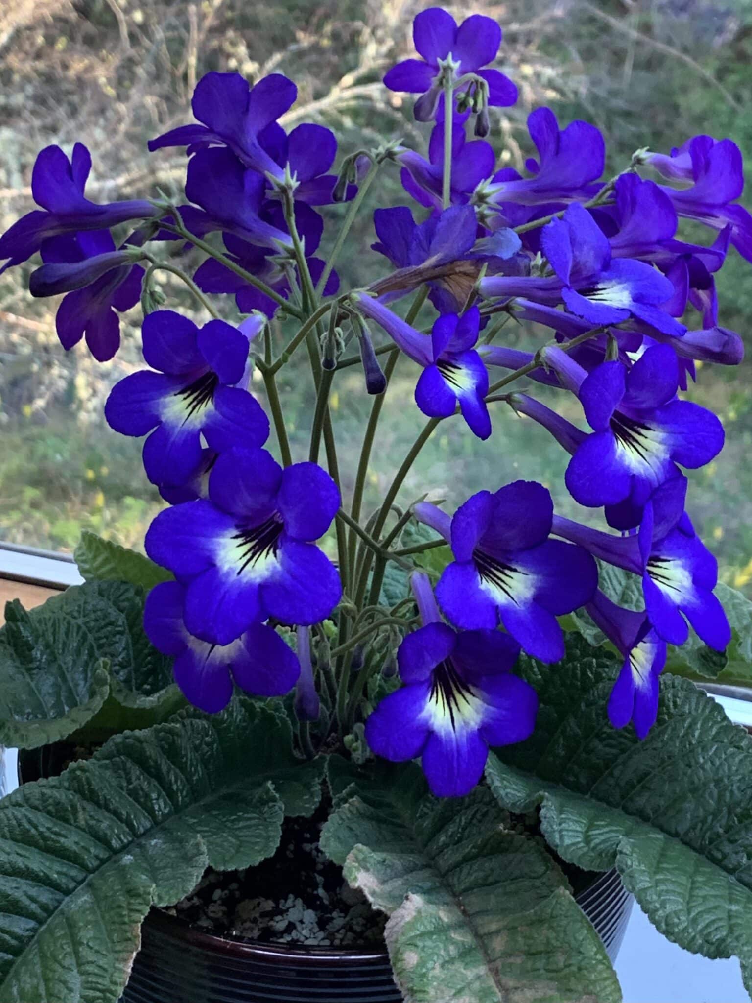 Purple Flowers- 80+ Colorful and Exotic Plants with Pics