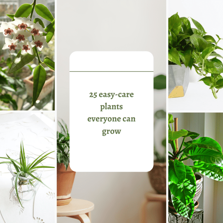 Easiest House Plants to keep Alive Amazing List of 25 Plants