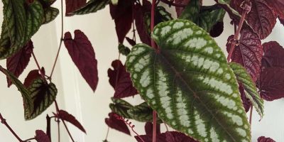 Cissus Discolor