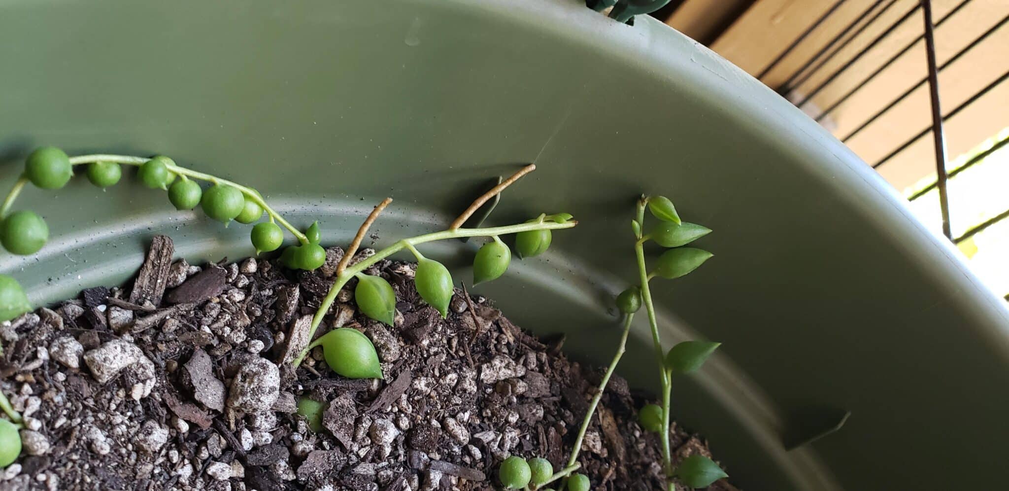 How to Propagate String of Pearls 3 Simple Methods