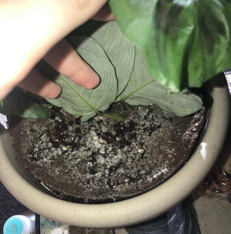 What's Mold On Plant Soil? 1 Guide With Helpful Tips