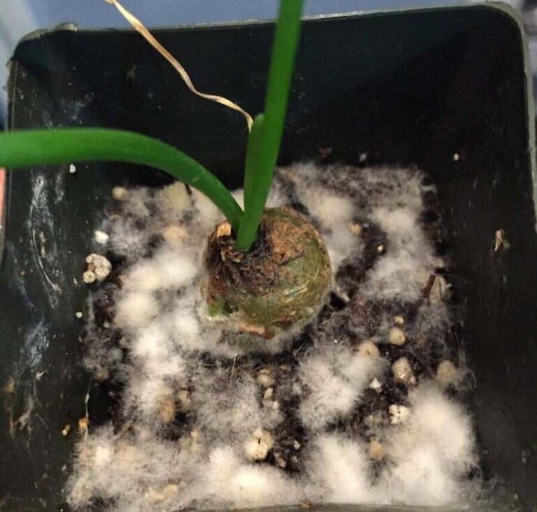 What's Mold On Plant Soil? 1 Guide With Helpful Tips