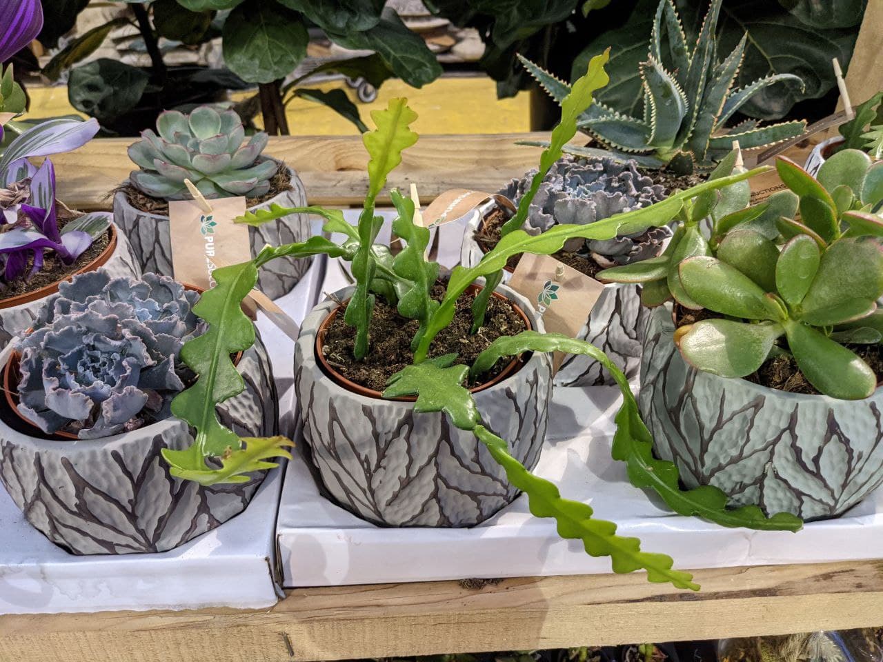 Ric Rac Cactus 10+ Ultimate Care Tips and Amazing Tricks