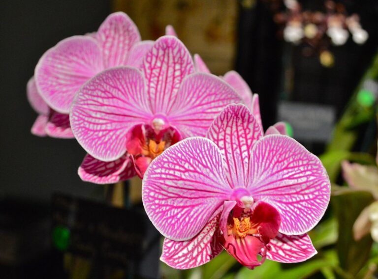 Where to Cut Orchid Stem After Flowers Fall Off? Here's How to Make an Orchid Rebloom! Today's