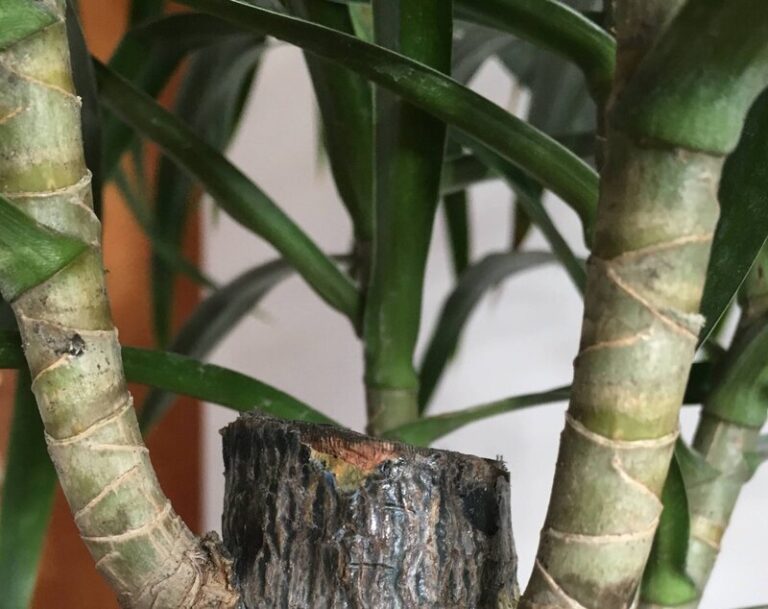 Dracaena Leaves Turning Black 10+ Best Tips To Save Your Dracaena