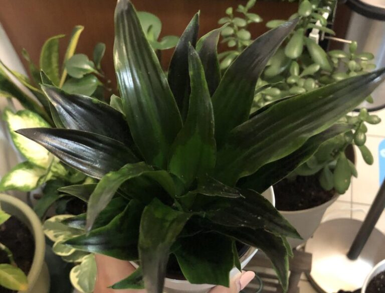 Dracaena Leaves Turning Black 10+ Best Tips To Save Your