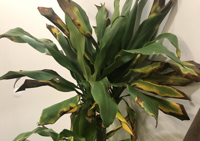 Dracaena Leaves Turning Black 10+ Best Tips To Save Your
